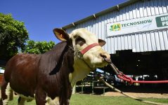 feira-oferece-dinamicas-de-pecuaria-e-expoe-cerca-de-1-mil-animais,-em-go